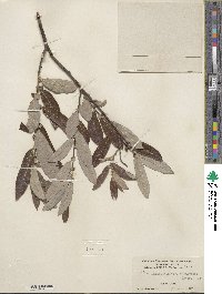 Salix lasiolepis var. sandbergii image