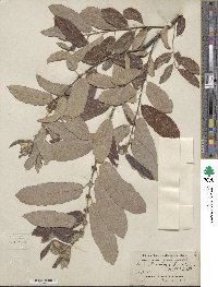 Salix lasiolepis var. sandbergii image