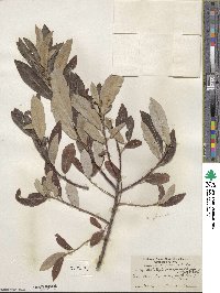 Salix lasiolepis var. sandbergii image