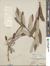 Salix lasiolepis var. sandbergii image