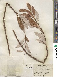 Salix lasiolepis var. sandbergii image