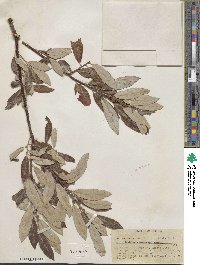 Salix lasiolepis var. sandbergii image