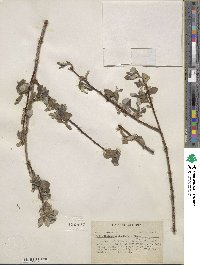 Salix lasiolepis var. sandbergii image