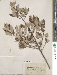 Salix lasiolepis var. sandbergii image