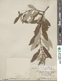 Salix lasiolepis var. sandbergii image