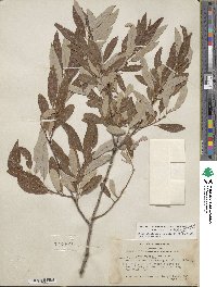 Salix lasiolepis var. sandbergii image