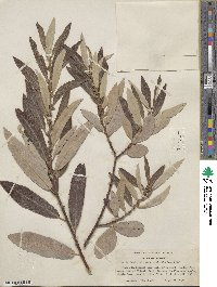 Salix lasiolepis var. sandbergii image