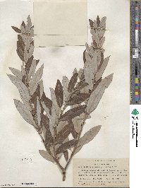 Salix lasiolepis var. sandbergii image