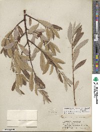 Salix lasiolepis var. sandbergii image