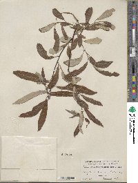 Salix lasiolepis var. sandbergii image