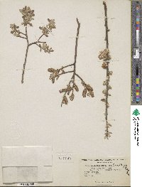 Salix lasiolepis var. sandbergii image