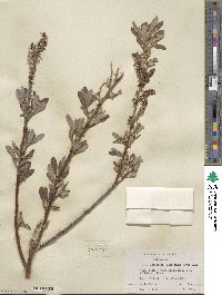 Salix lasiolepis var. sandbergii image