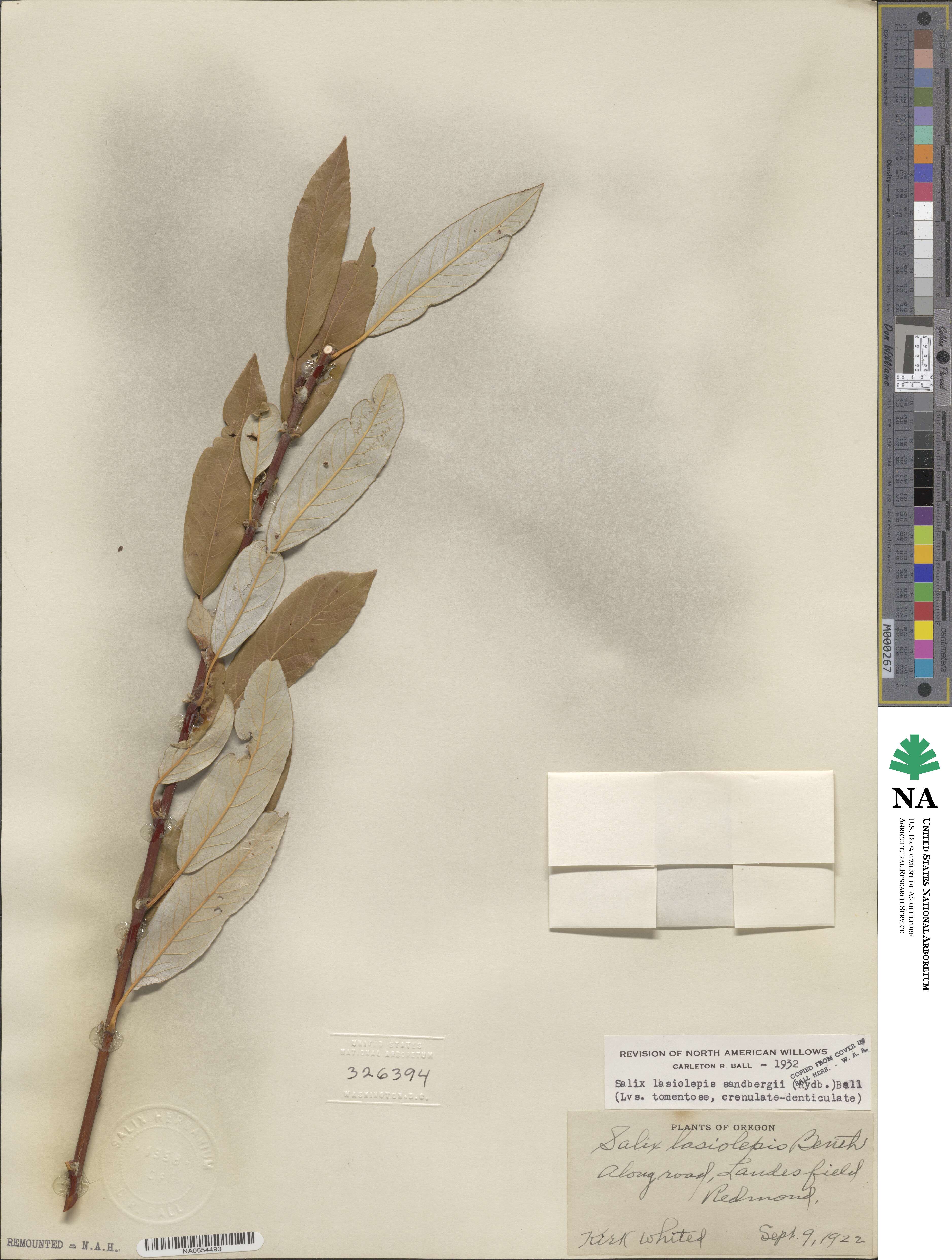Salix lasiolepis var. sandbergii image