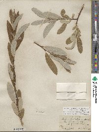 Salix lasiolepis var. sandbergii image