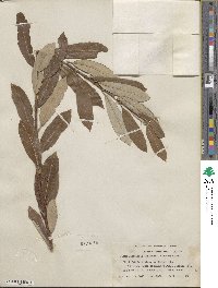 Salix lasiolepis var. sandbergii image