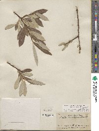 Salix lasiolepis var. sandbergii image