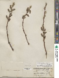 Salix lasiolepis var. sandbergii image