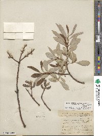 Salix lasiolepis var. sandbergii image