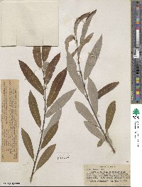 Salix lemmonii image