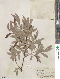 Salix lemmonii image