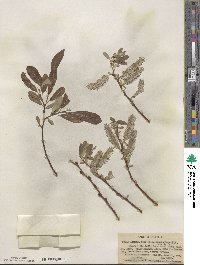 Salix lemmonii image