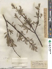 Salix lemmonii image