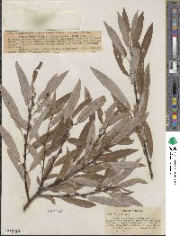 Salix lemmonii image