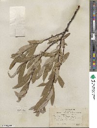 Salix lemmonii image