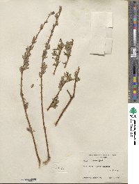 Salix lemmonii image