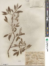 Salix lemmonii image