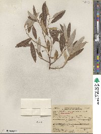 Salix lemmonii image