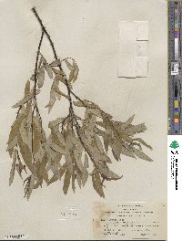 Salix lemmonii image