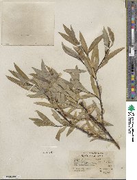 Salix lemmonii image