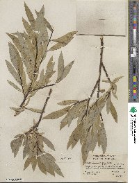 Salix lemmonii image