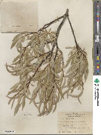 Salix lemmonii image