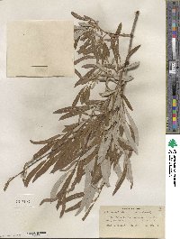 Salix lemmonii image