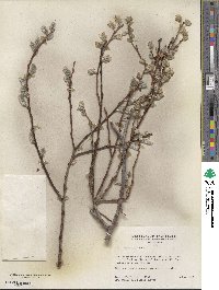 Salix lemmonii image