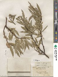 Salix lemmonii image