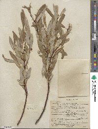 Salix lemmonii image