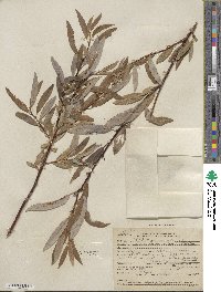 Salix lemmonii image