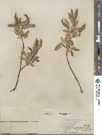 Salix lemmonii image