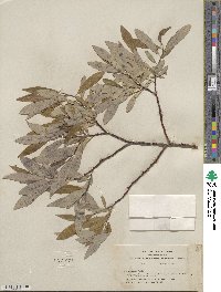 Salix lemmonii image