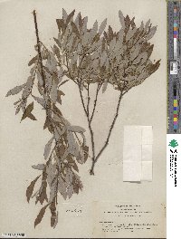 Salix lemmonii image