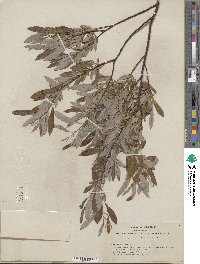 Salix lemmonii image