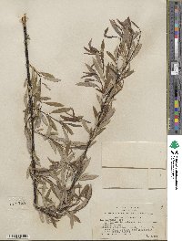 Salix lemmonii image