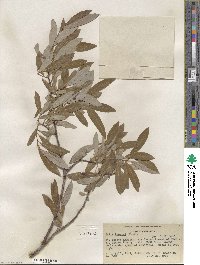 Salix lemmonii image