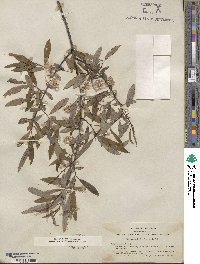 Salix lemmonii image