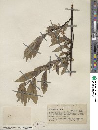 Salix lemmonii image