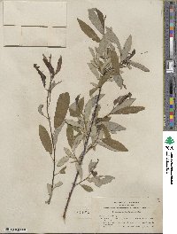 Salix lemmonii image