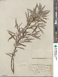 Salix lemmonii image